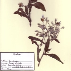 Photographie n°49628 du taxon Borago officinalis L. [1753]