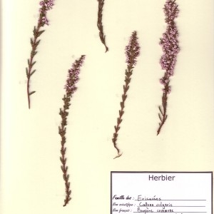 Photographie n°49629 du taxon Calluna vulgaris (L.) Hull