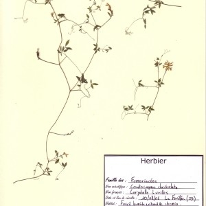 Photographie n°49630 du taxon Ceratocapnos claviculata (L.) Lidén [1984]