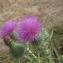  Laurent Petit - Cirsium vulgare subsp. vulgare 