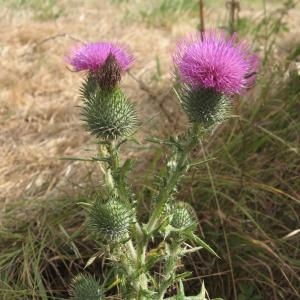 Photographie n°49634 du taxon Cirsium vulgare subsp. vulgare 