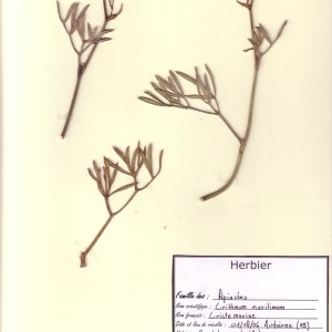 Photographie n°49635 du taxon Crithmum maritimum L. [1753]