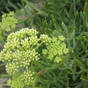  - Crithmum maritimum L. [1753]