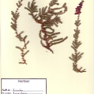 Photographie n°49642 du taxon Erica ciliaris L. [1753]