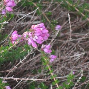 Photographie n°49645 du taxon Erica cinerea L. [1753]