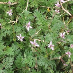 Photographie n°49647 du taxon Erodium moschatum (L.) L'Hér. [1789]