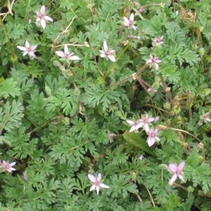 Photographie n°49648 du taxon Erodium moschatum (L.) L'Hér. [1789]