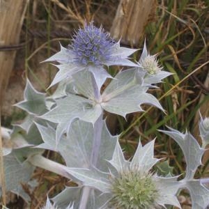 Photographie n°49650 du taxon Eryngium maritimum L. [1753]