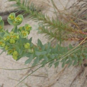 Photographie n°49652 du taxon Euphorbia paralias L. [1753]