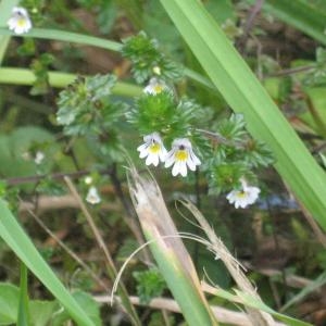 Photographie n°49655 du taxon Euphrasia officinalis L. [1753]