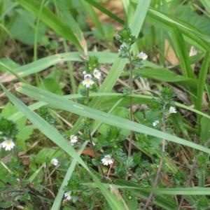 Photographie n°49656 du taxon Euphrasia officinalis L. [1753]