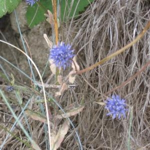 Photographie n°49670 du taxon Jasione montana L. [1753]