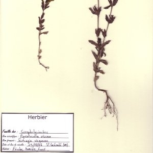 Photographie n°49696 du taxon Parentucellia viscosa (L.) Caruel [1885]