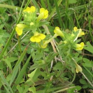 Photographie n°49698 du taxon Parentucellia viscosa (L.) Caruel