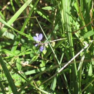 Photographie n°49700 du taxon Polygala vulgaris L. [1753]