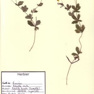 Photographie n°49701 du taxon Potentilla erecta (L.) Räusch. [1797]