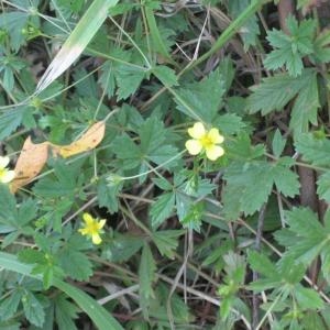 Photographie n°49702 du taxon Potentilla erecta (L.) Räusch. [1797]