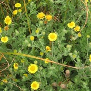 Photographie n°49705 du taxon Pulicaria dysenterica (L.) Bernh. [1800]