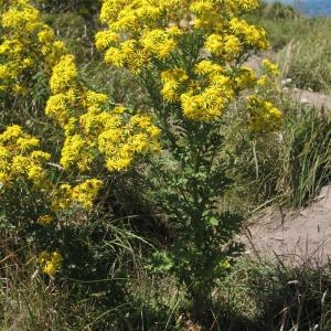 Photographie n°49713 du taxon Jacobaea vulgaris Gaertn. [1791]