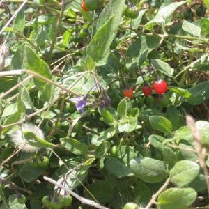 Photographie n°49715 du taxon Solanum dulcamara L. [1753]