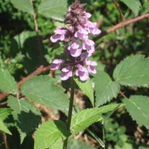 Photographie n°49721 du taxon Stachys palustris L.