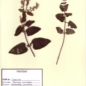 Photographie n°49725 du taxon Teucrium scorodonia L. [1753]