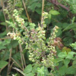 Photographie n°49727 du taxon Teucrium scorodonia L. [1753]