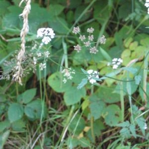 Photographie n°49729 du taxon Torilis japonica (Houtt.) DC. [1830]