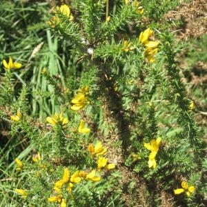 Photographie n°49732 du taxon Ulex europaeus L. [1753]