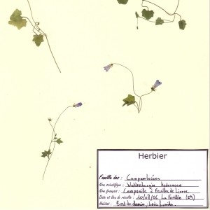 Photographie n°49734 du taxon Wahlenbergia hederacea (L.) Rchb. [1827]