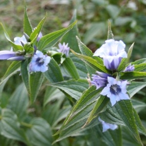 Photographie n°49738 du taxon Gentiana asclepiadea L. [1753]