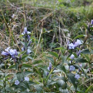 Photographie n°49739 du taxon Gentiana asclepiadea L. [1753]