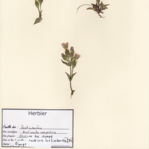 Photographie n°49740 du taxon Gentianella campestris (L.) Börner [1912]
