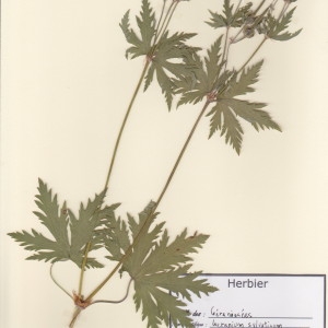 Photographie n°49746 du taxon Geranium sylvaticum L. [1753]