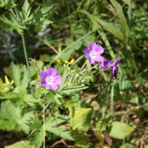 Photographie n°49747 du taxon Geranium sylvaticum L. [1753]