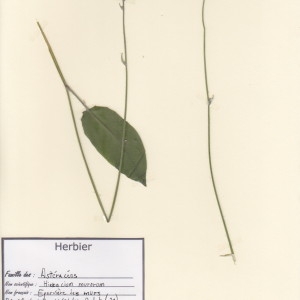 Photographie n°49749 du taxon Hieracium murorum L. [1753]