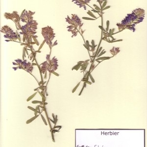 Photographie n°49755 du taxon Medicago sativa L. [1753]