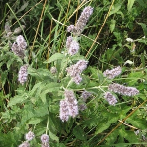 Photographie n°49764 du taxon Mentha longifolia (L.) Huds. [1762]