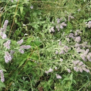 Photographie n°49765 du taxon Mentha longifolia (L.) Huds. [1762]