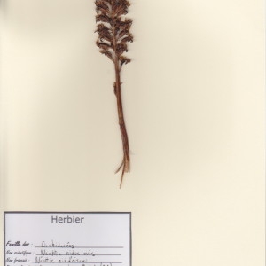 Photographie n°49777 du taxon Neottia nidus-avis (L.) Rich. [1817]