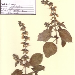 Photographie n°49781 du taxon Ocimum basilicum L. [1753]