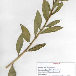 Photographie n°49783 du taxon Oenothera biennis L. [1753]