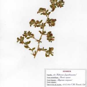 Photographie n°49791 du taxon Ononis spinosa subsp. procurrens (Wallr.) Briq. [1913]