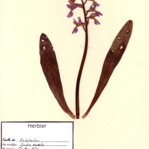 Photographie n°49800 du taxon Orchis mascula (L.) L. [1755]
