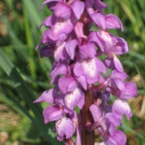 Photographie n°49801 du taxon Orchis mascula (L.) L. [1755]