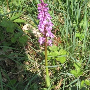 Photographie n°49802 du taxon Orchis mascula (L.) L. [1755]