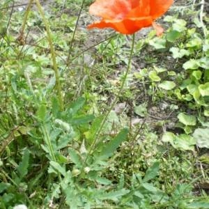 Photographie n°49813 du taxon Papaver rhoeas L.