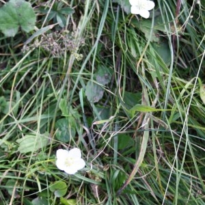 Photographie n°49822 du taxon Parnassia palustris L. [1753]