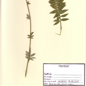 Photographie n°49839 du taxon Polemonium caeruleum L. [1753]