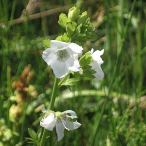 Photographie n°49840 du taxon Polemonium caeruleum L. [1753]